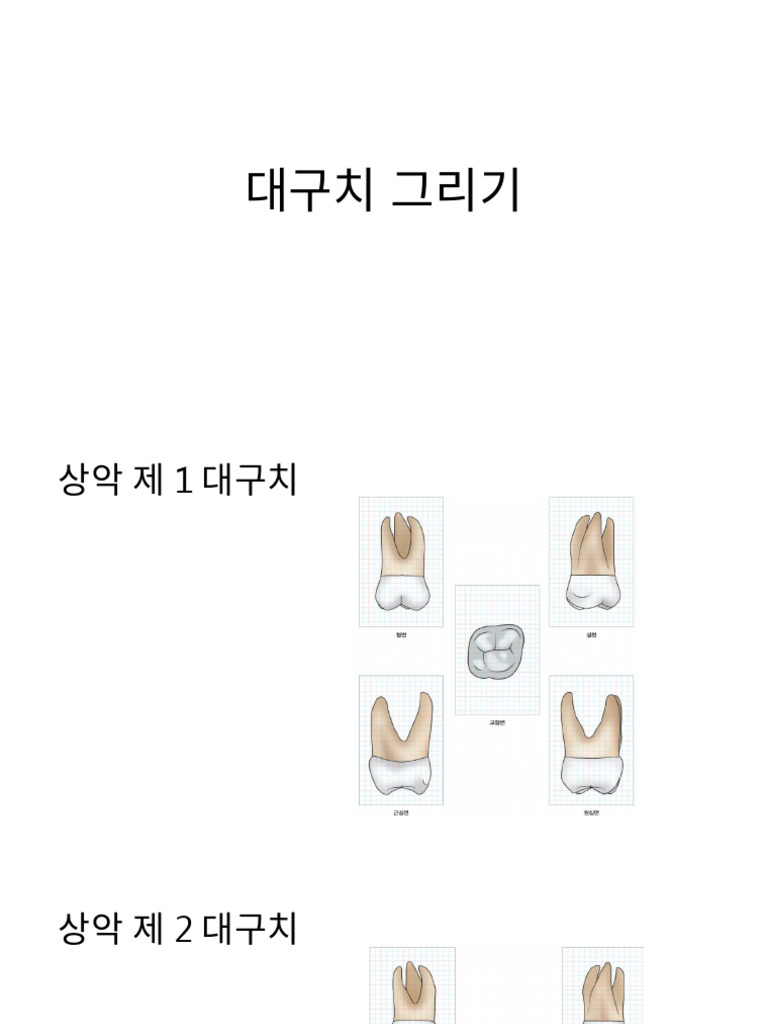 대구치 그리기 | PDF
