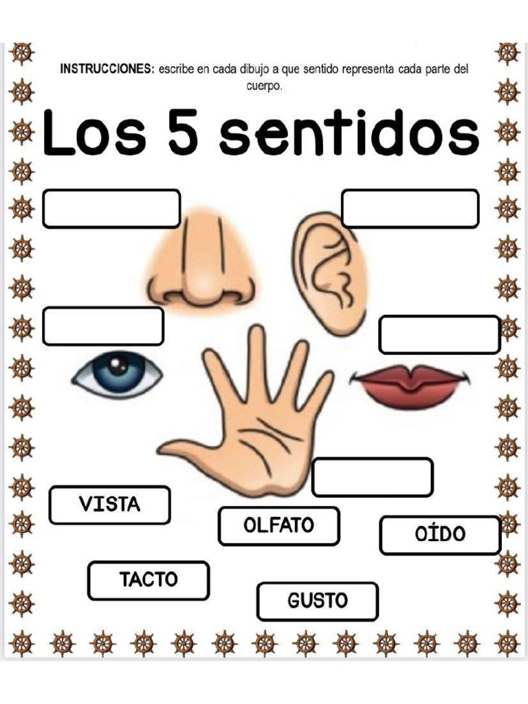 Los 5 Sentidos Pdf