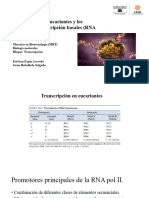 Los Promotores Eucariontes y Los Factores de Transcripción Basales (RNA Pol L, LL y LLL)