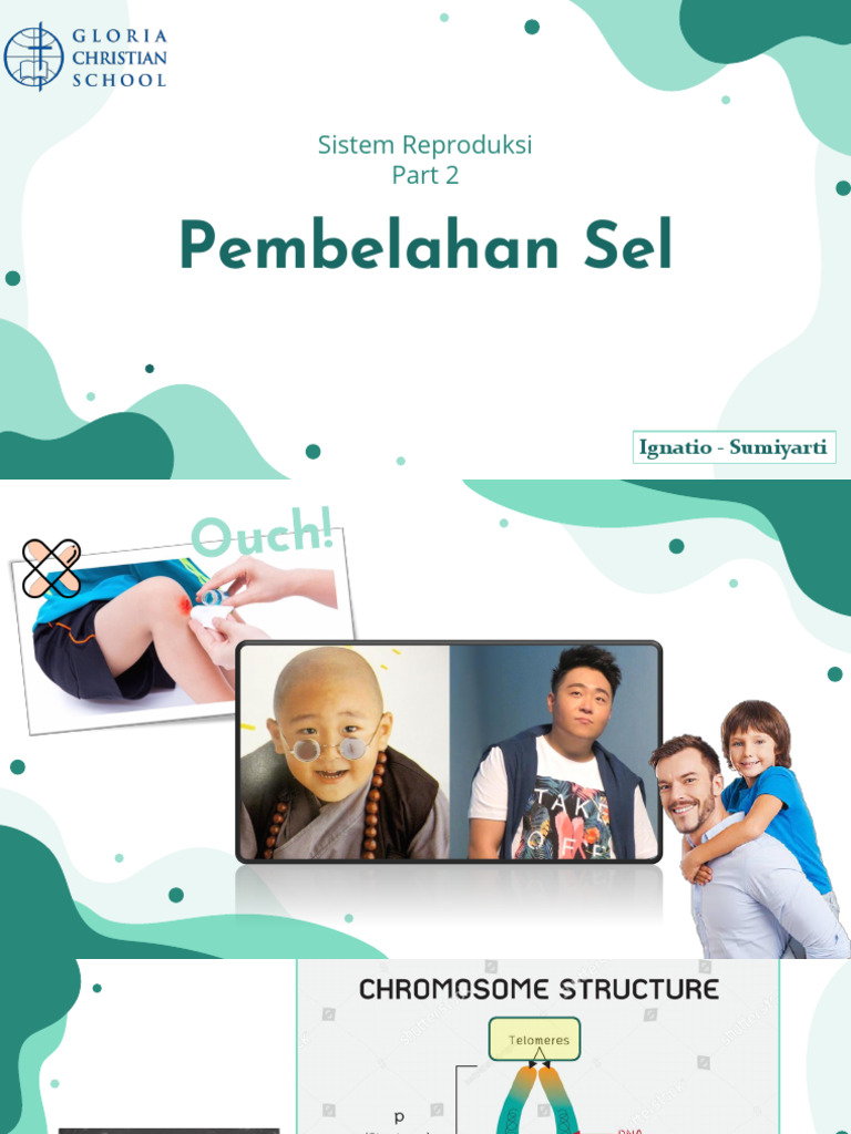 Part+2 +Pembelahan+Sel | PDF
