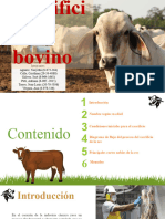 Sacrificio de Bovino