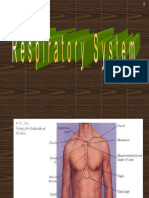 Anatomi Pernafasan SP