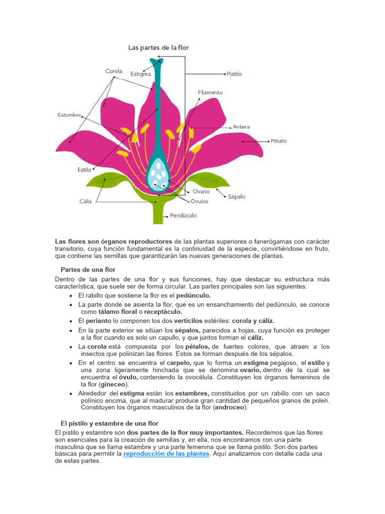 Partes y funciones de la flor | PDF | Flores | Morfología Vegetal