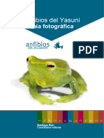 PUCE Anfibios Yasuní Fotos