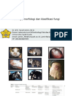 Fisiologi, Morfologi Dan Klasifikasi Fungi - 2022