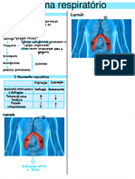 Sistema Respiratório