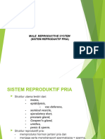 Alat Reproduksi Pada Pria