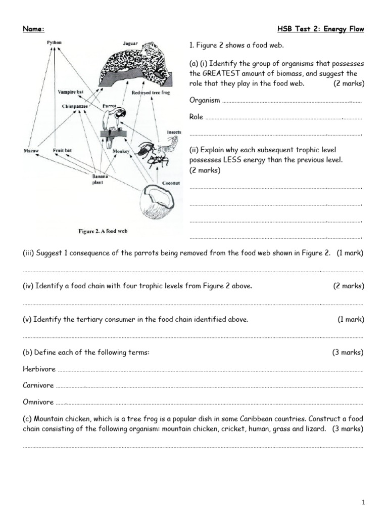 Energy Flow Test PDF Systems Ecology Natural Environment