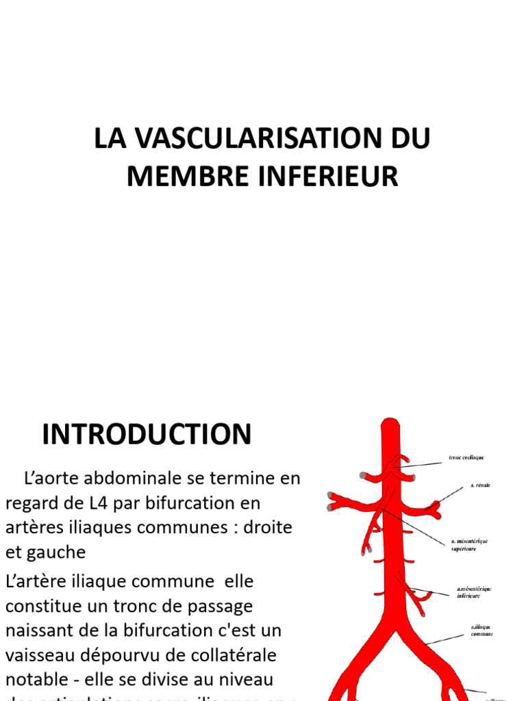 Vascularisation Artérielle Membre Inférieur – EQIUWY
