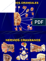 Nervios craneales: estructura y funciones