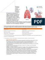 Informacion Sistema Respiratorio