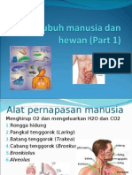 Sistem Pernapasan dan Pencernaan Manusia