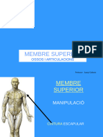 03.membre Superior Huesos y Articulaciones