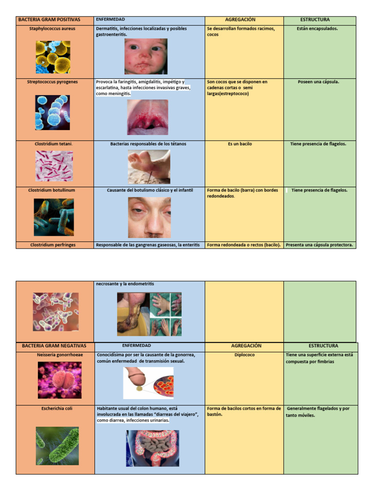 Bacterias Gram Positivas y Negativas | PDF | Las bacterias | Diarrea
