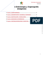 Prácticas de Embriología y Organografía (Imágenes)