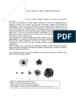 Práctica Cromatóforos Luminol 22