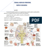 Sistemul Nervos Periferic Nervii Cranieni