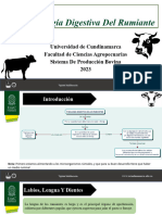 Fisiologia Digestiva en Rumiantes