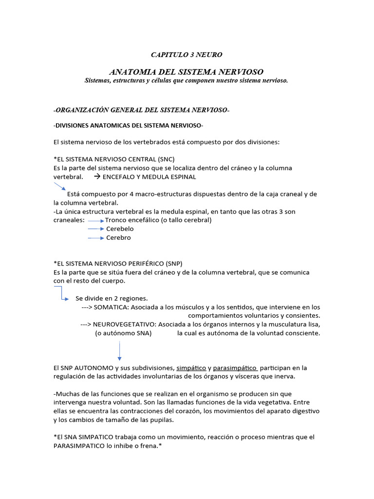 Capitulo 3 Neuro | PDF | Neurona | Sinapsis