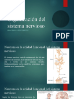 2.2 Organización Del Sistema Nervioso Clase-1