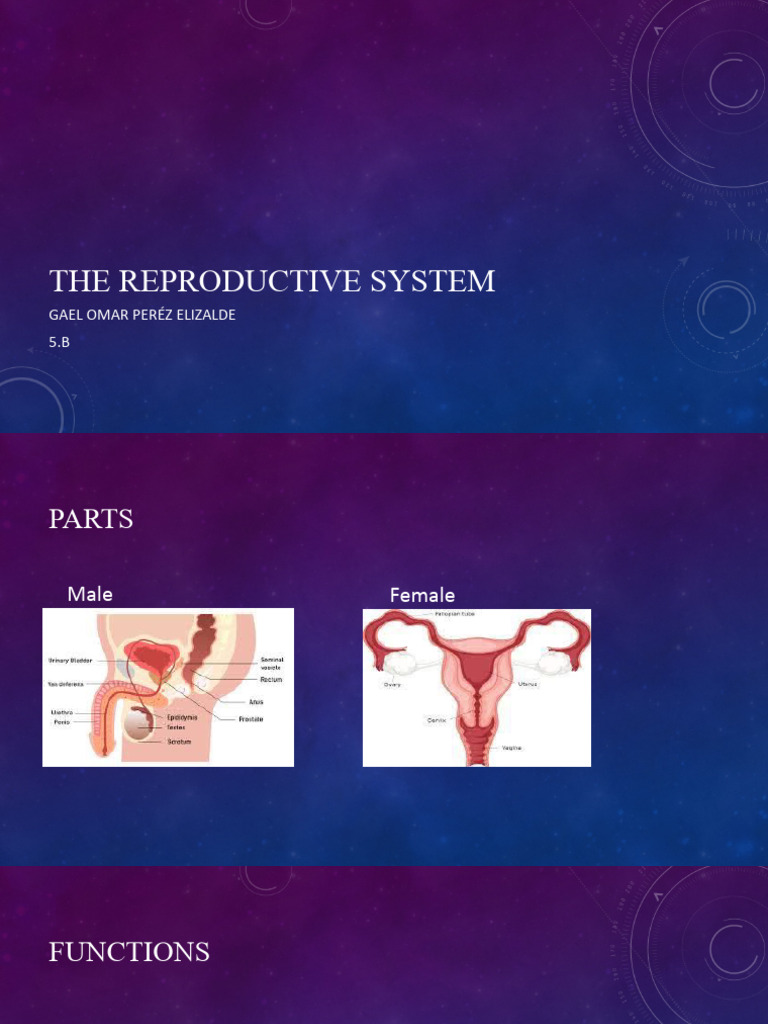 Reproductive System Overview | PDF | Self-Improvement | Wellness