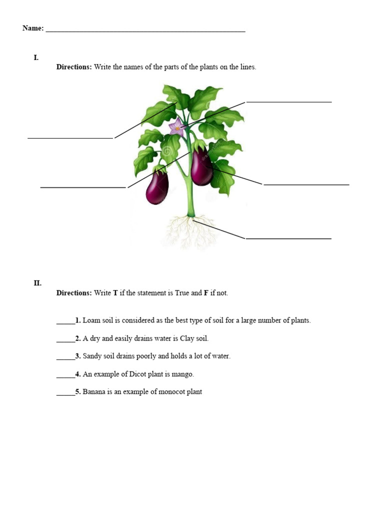 Plant Knowledge and Care Quiz | PDF
