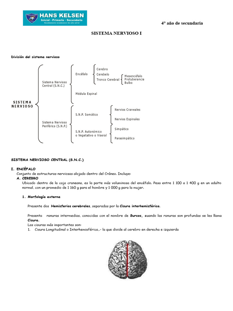 SISTEMA NERVIOSO I 4 Año | PDF | Cerebro | Sistema nervioso central