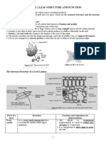 Chapter 2 Leaf Structure and Function (Biology SPM)