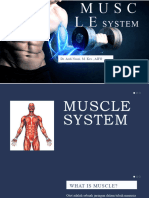 Muscular System