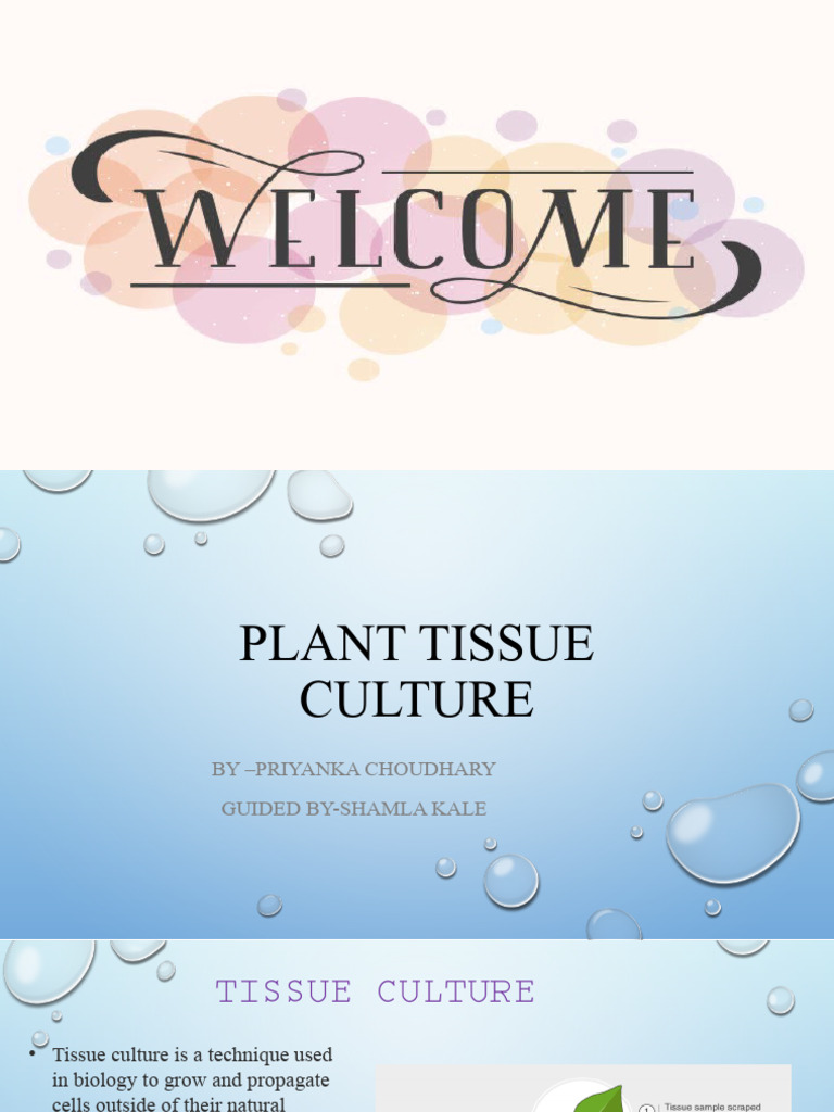Plant Tissue Culture Techniques Explained | PDF | Growth Medium | Nutrients
