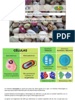 Las Celulas Eucariota y Procariota