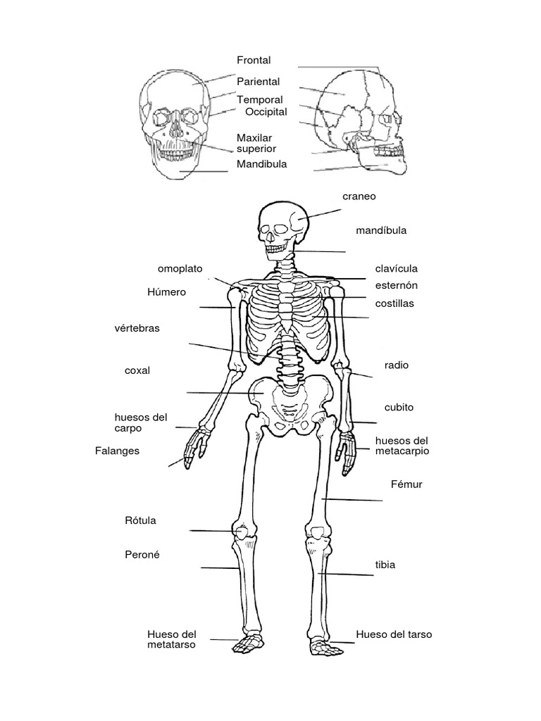 Esqueleto Pdf