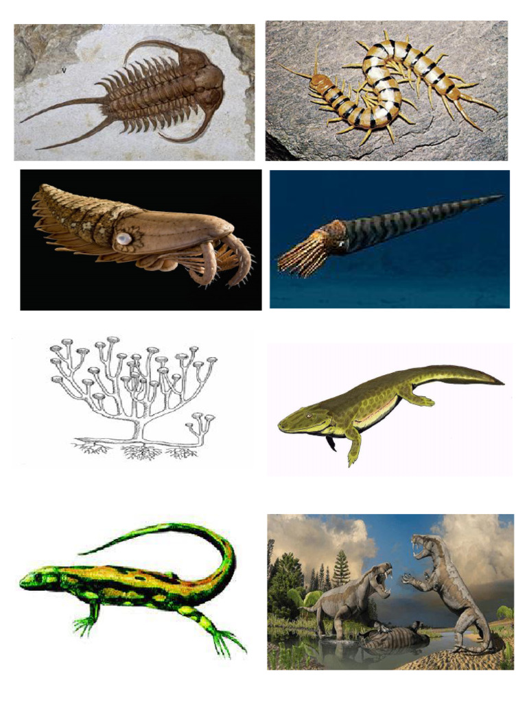 Geological Time Scale PDF