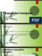 Musliana AK.21037 (Aspergilus Fumigatus)