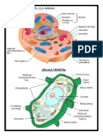 Dibujos de La Célula Animal y Vegetal
