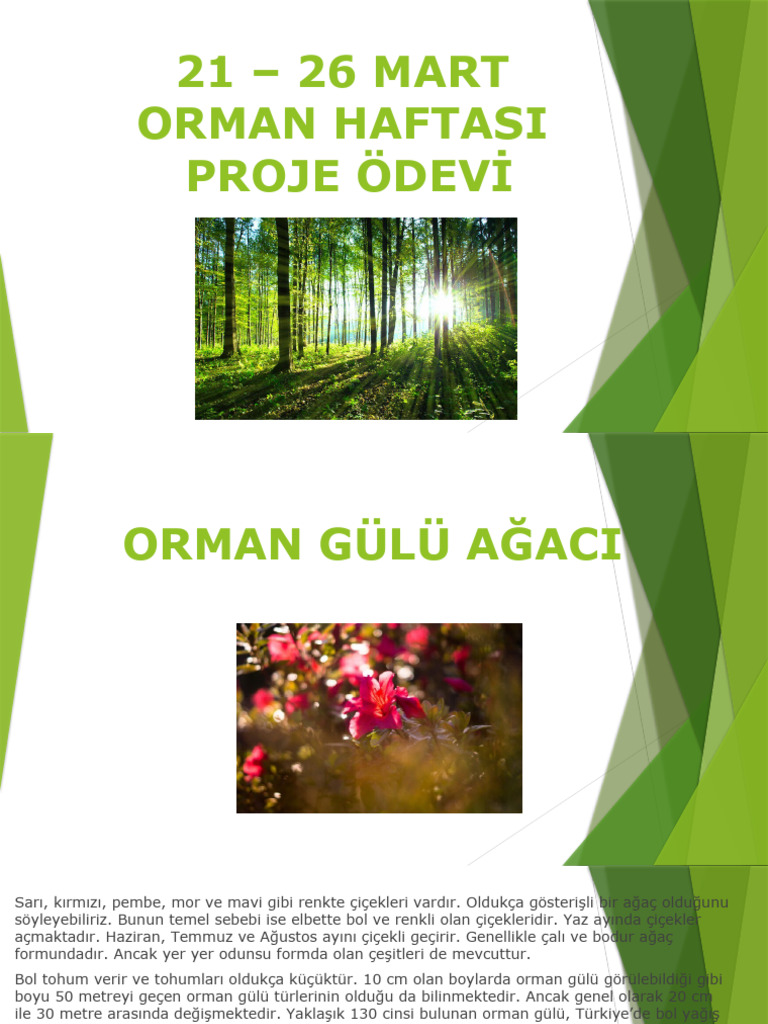 Proje ödevi Pdf