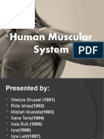 Muscular System 101