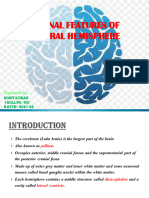 External Features of Cerebral Hemisphere