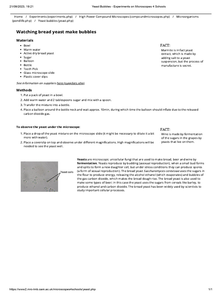 Yeast Bubbles Experiments On Microscopes 4 Schools Pdf Yeast Breads