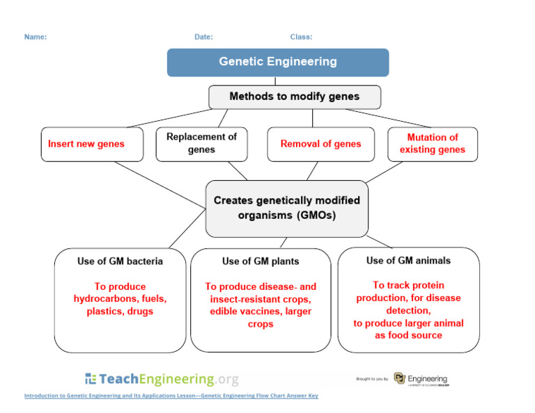 Genetic Engineering Process Overview | PDF | Technology & Engineering