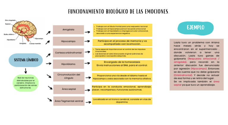 Funciones del Sistema Límbico y Emociones | PDF | Sistema límbico | Las ...