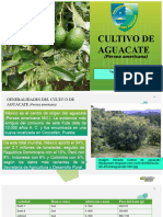 aguacate-4