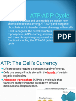 ATP ADP Slides