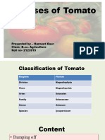 Presentation (Tomato)