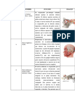 Pares - 4 - 5 - 6 Brodmann