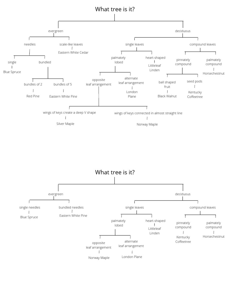 Tree Identification Guide | PDF | Leaf | Maple