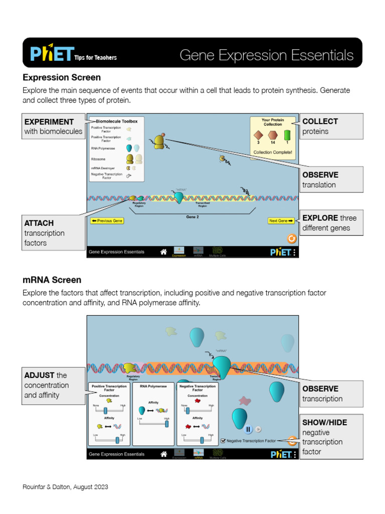 Gene Expression Essentials Overview | PDF | Proteins | Messenger Rna