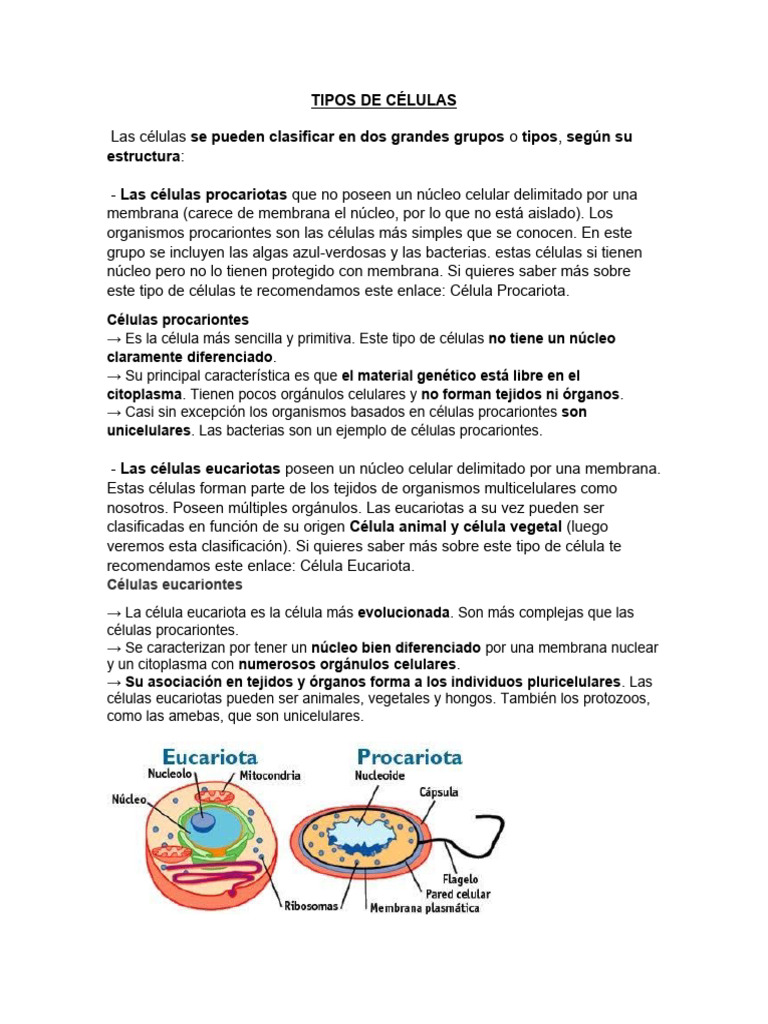 Clasificación de Células: Procariotas y Eucariotas | PDF | Biología ...