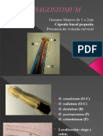 Oesophagostomum