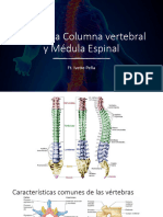 Anatomía Columna Vertebral y Médula Espinal